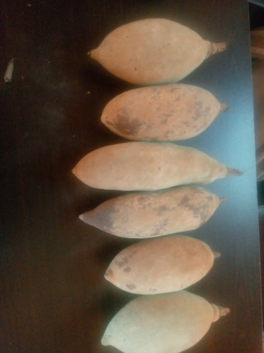 Dried Baobab Fruit (Amabuyu) - 6 Whole Pods/per Pack - Zambian African Superfruit