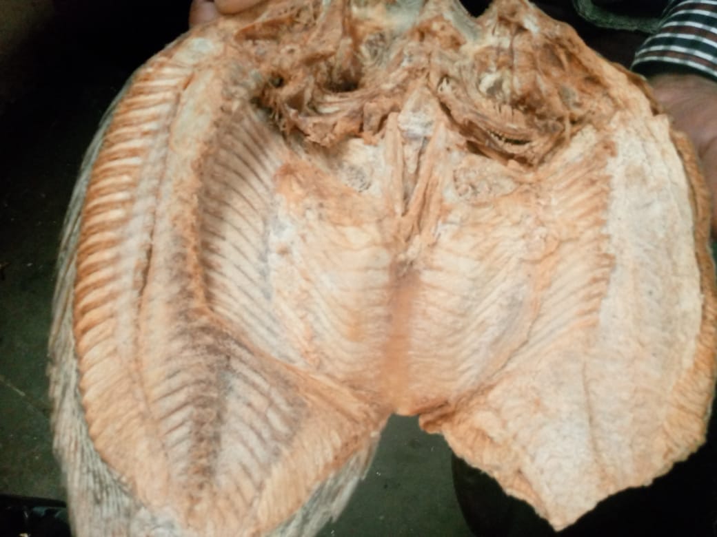 Dried salted African bream fish from the Luangwa River, Zambia, 3 pieces